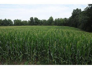 Property photo 5 - LAND AUCTION - 524+/- ACRES OFFERED IN 16 TRACTS IN MEIGS COUNTY, OHIO